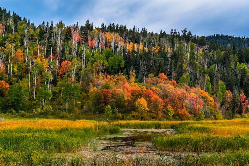Autumn colors in Cedar Highlands