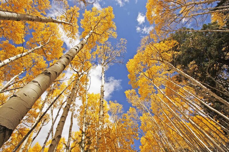 The quaking aspen was signed into law as Utah's state tree on Wednesday during a ceremonial event at Monroe Elementary School.