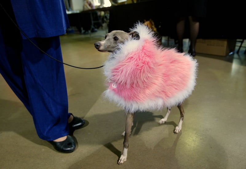 Heather, a 1-year-old Italian Greyhound, wears a pink coat with Ostrich feathers.
