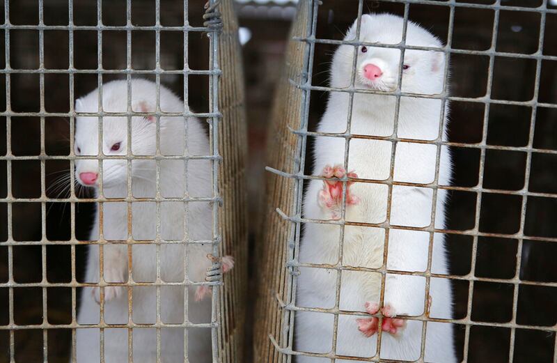 Minks look out of a cage at a fur farm in the village of Litusovo, northeast of Minsk, Belarus, on Dec. 6, 2012.