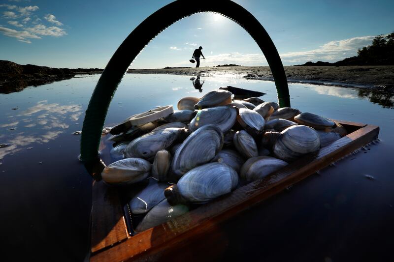 FILE - In this Sept. 2, 2016, file photo, a friend's basket of clams sit in the water as Mike Suprin, of Rollinsford, N.H., calls it a day after filling his basket with softshell clams at Cape Porpoise in Kennebunkport, Maine. A study by National Oceanic