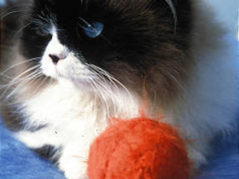 Cats need to adjust to their new homes on their own terms.