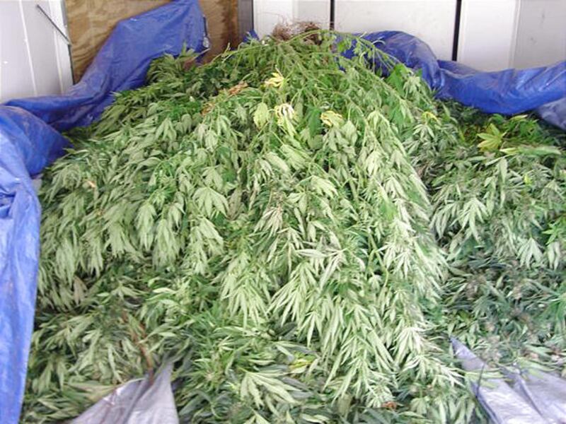 Some of the 2,280 marijuana plants found growing in the Dixie National Forest near Silver Reef. Washington County Drug Task Force members spotted the pot farm from a helicopter on Thursday.
