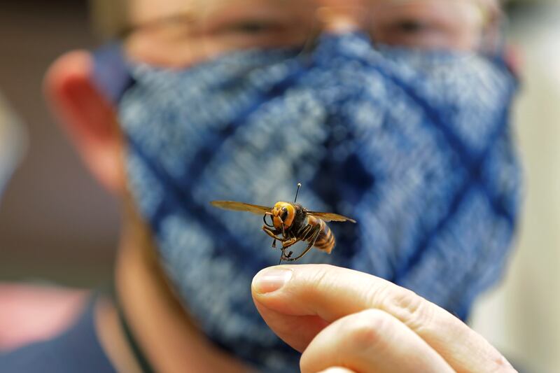 Sven Spichiger, an entomologist with the Washington state Department of Agriculture, poses for a photo with an Asian giant hornet.