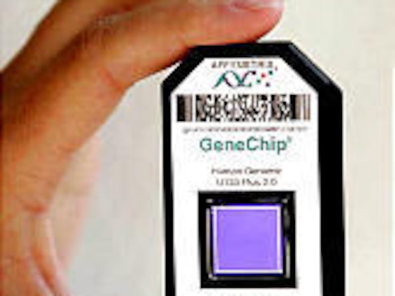 The Human Genome chip manufactured by Affymetrix, above, contains 30,000 genes.