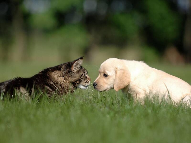 A new poll by Public Policy Polling found that more than half of voters, or 52 percent, prefer dogs to just 21 percent who choose cats.