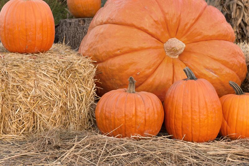 Volunteers are needed to carve pumpkins for Syracuse’s annual Pumpkin Walk.
