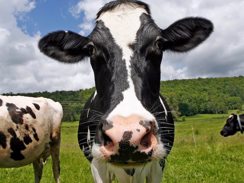 A Holstein cow at Coventry Valley Farm in Coventry, Vt.