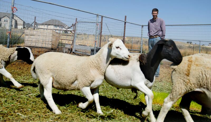 Shayn Bowler, a third-generation animal farmer, checks on his dropper sheep at his farm in West Jordan on Friday, Aug. 31, 2018. In addition to selling beef and pork, Bowler sells the organs of animals.