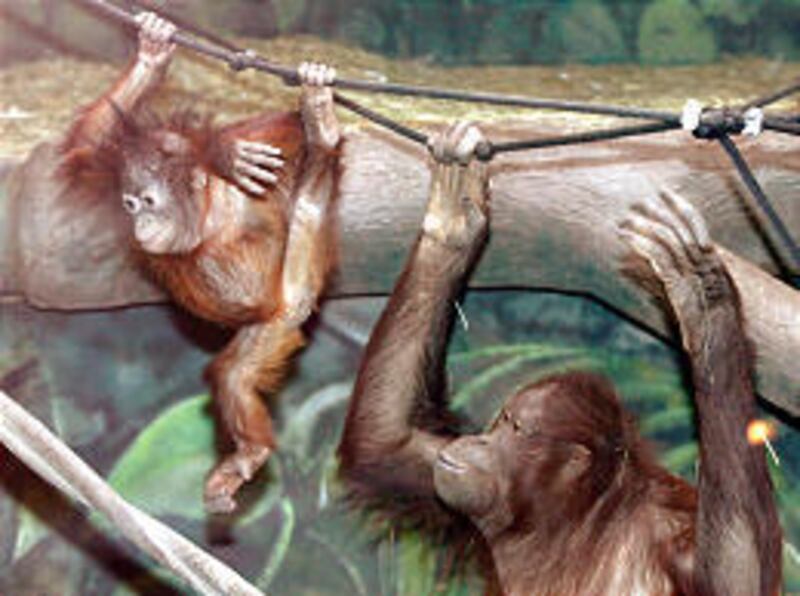 Acara, a 9-month-old orangutan, swings near her mother, Eve, at Hogle Zoo on Wednesday.