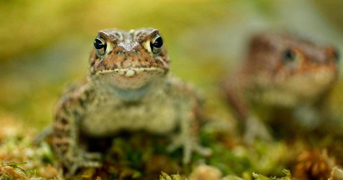 Men Pair Up To Try Saving Endangered Houston Toad Deseret News men-pair-up-to-try-saving-endangered-houston-toad-deseret-news