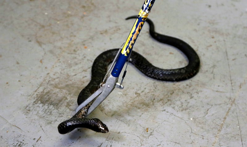 A venom-spitting zebra cobra snake was on the loose in North Carolina. It has since been captured.