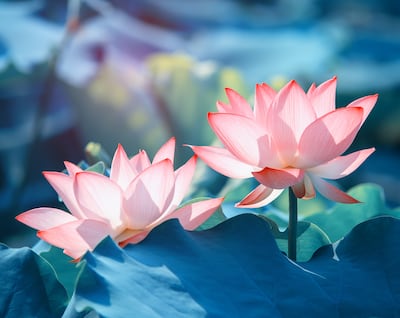 Lotus flowers have symbolism in ancient cultures.