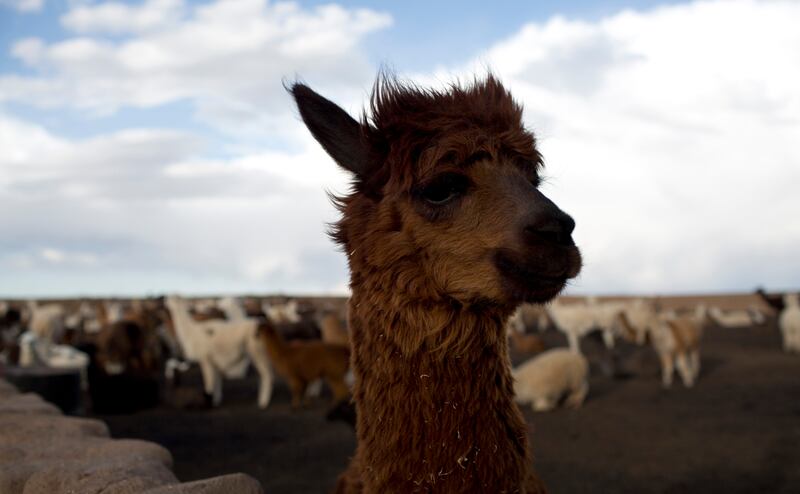 This Dec. 11, 2018 photo shows a llama on the Vinto homestead, on the outskirts of Santiago de Machaca, Bolivia. Friendly and endearing, the llama has wandered across the Bolivian plains in scattered herds since it was domesticated in South America more than 4,000 years ago.