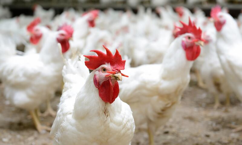 The CDC warned against hugging, kissing or snuggling with your chicken in a news release this week.