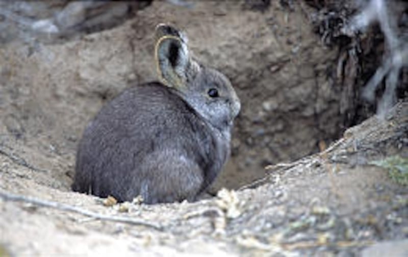 State officials are trying to protect pygmy rabbits in southern Utah.