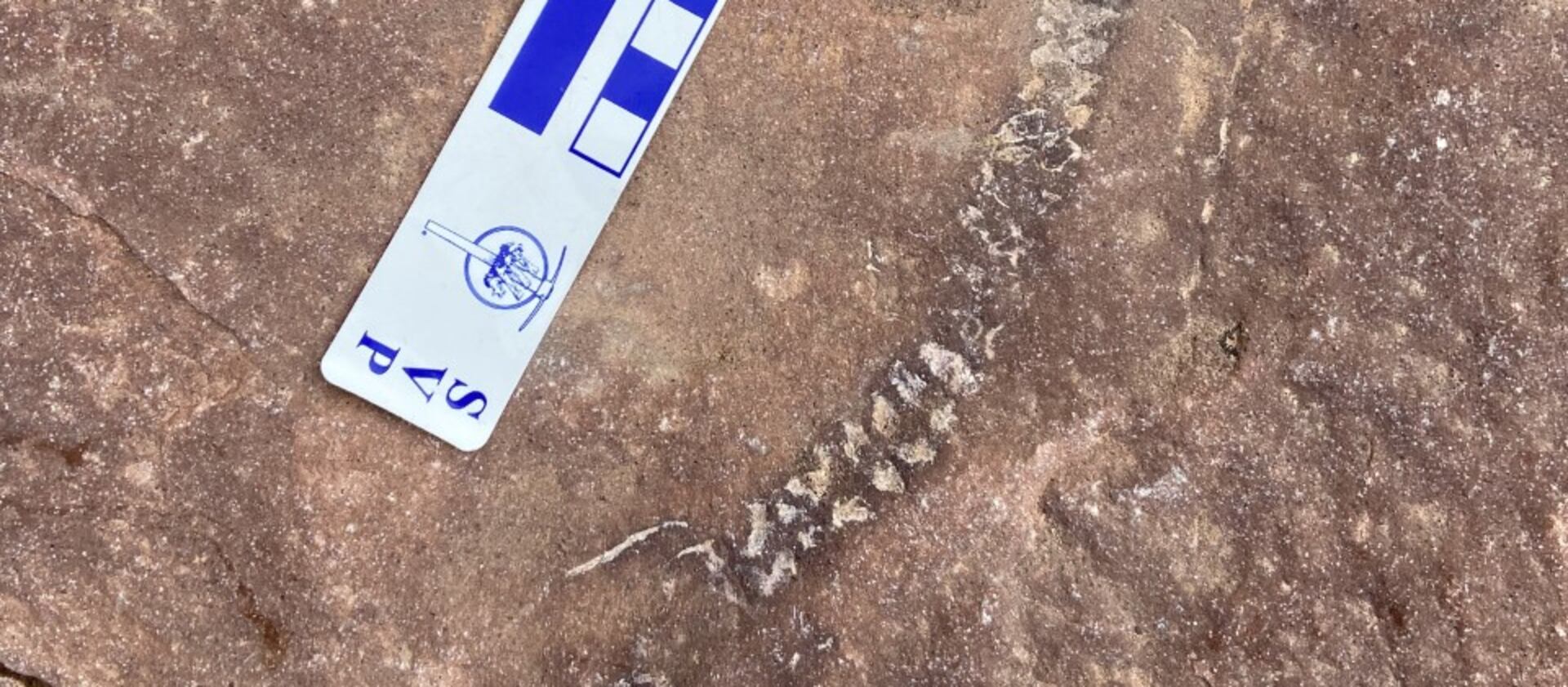The fossilized remains of a 300 million-year-old specimen were unearthed in Utah’s Canyonlands National Park.