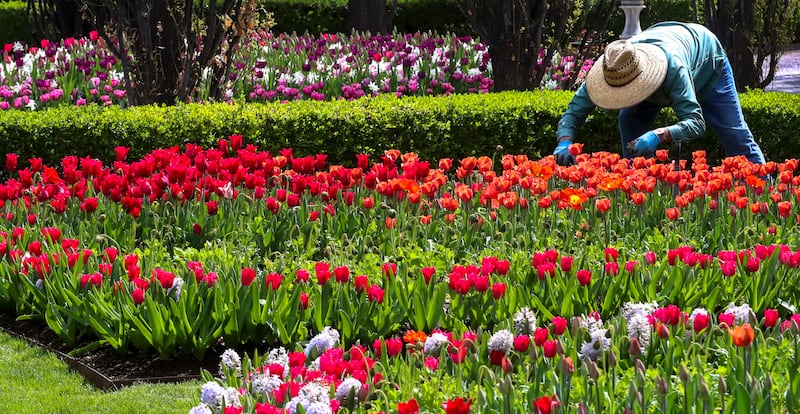 An employee weeds a tulip bed in the Ashton Gardens at Thanksgiving Point in Lehi on Thursday, April 30, 2020. Spring cleaning can boost your mental health.