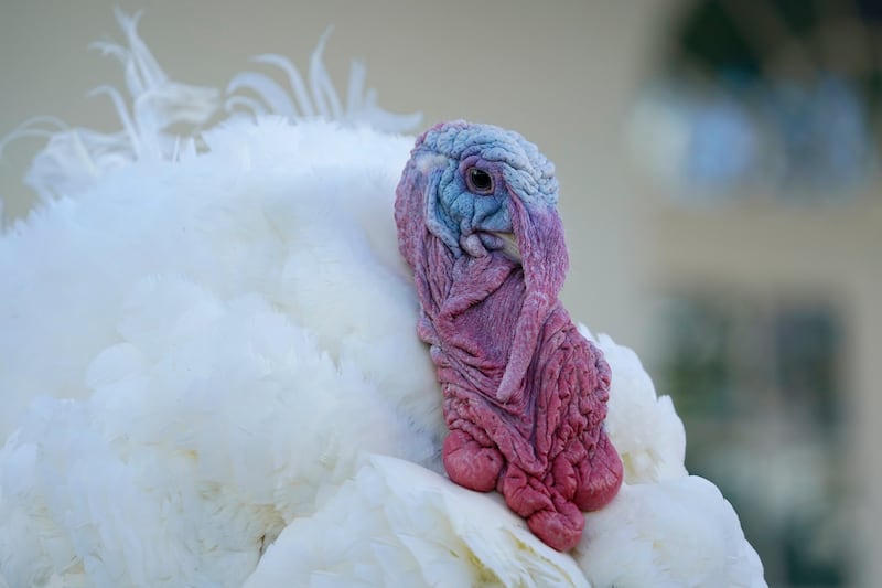 Corn, the national Thanksgiving turkey, waits in the Rose Garden of the White House, Tuesday, Nov. 24, 2020, in Washington, after being pardoned by President Donald Trump.