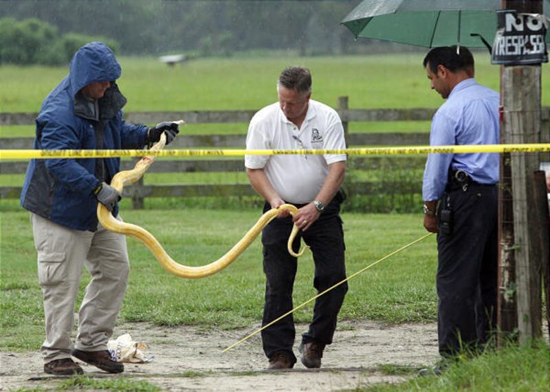 Police measure a Burmese python after removing it from a home in Oxford, Fla., where it strangled a 2-year-old girl to death in her bedroom on July 1.