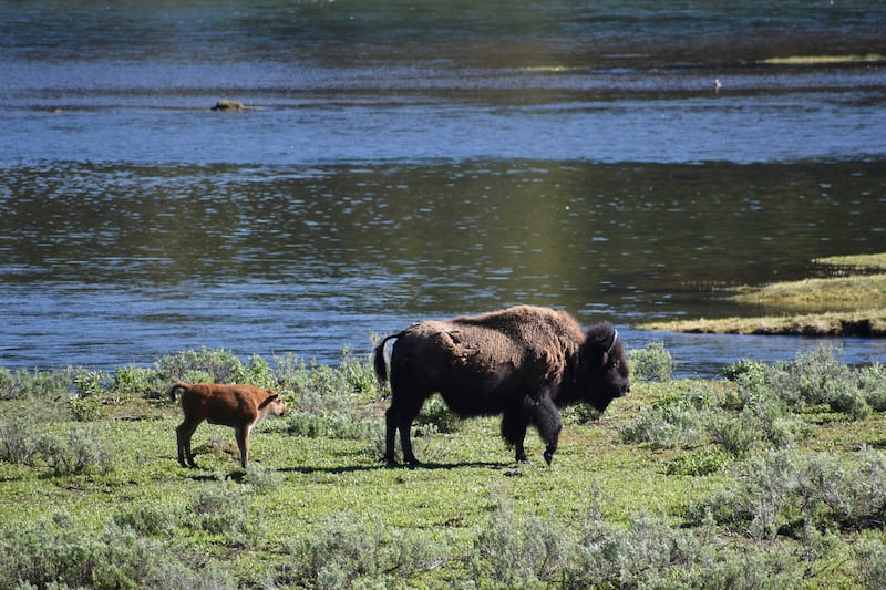 A female bison and calf are seen near the Yellowstone River on Wednesday, June 22, 2022, in Yellowstone National Park.