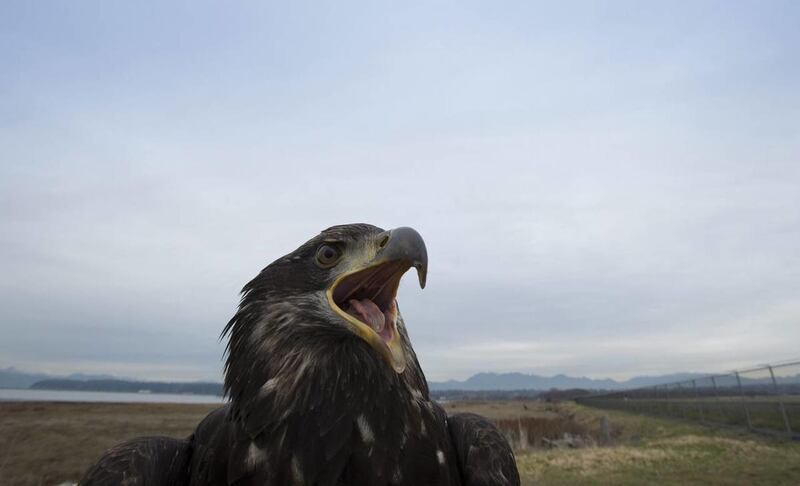 Hercules, a male bald eagle looks over the airfield at Vancouver International Airport in Richmond, British Columbia, Canada, on Wednesday, Jan. 21, 2015. The raptor program uses predatory birds to scare off other birds from nesting and flying around the
