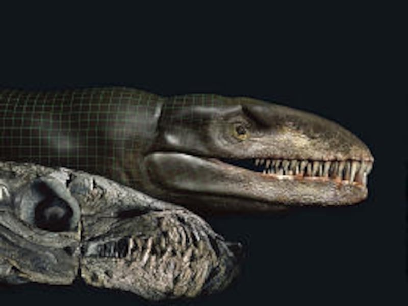 The skull fossil of a Dakosaurus andiniensis, known as Godzilla, left, found in Argentina, and a digitized model of the marine crocodile, right.