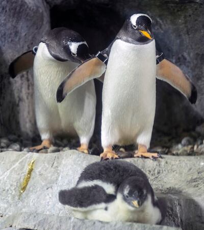 Gentoo penguins are pictured at Loveland Living Planet Aquarium in Draper on Friday, Aug. 17, 2018.