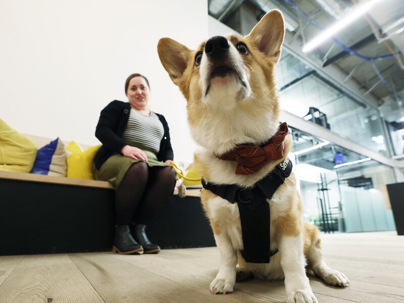 Kathleen Sykes sits with her service dog, Jefferson, at her office at Kiln in Salt Lake City.
