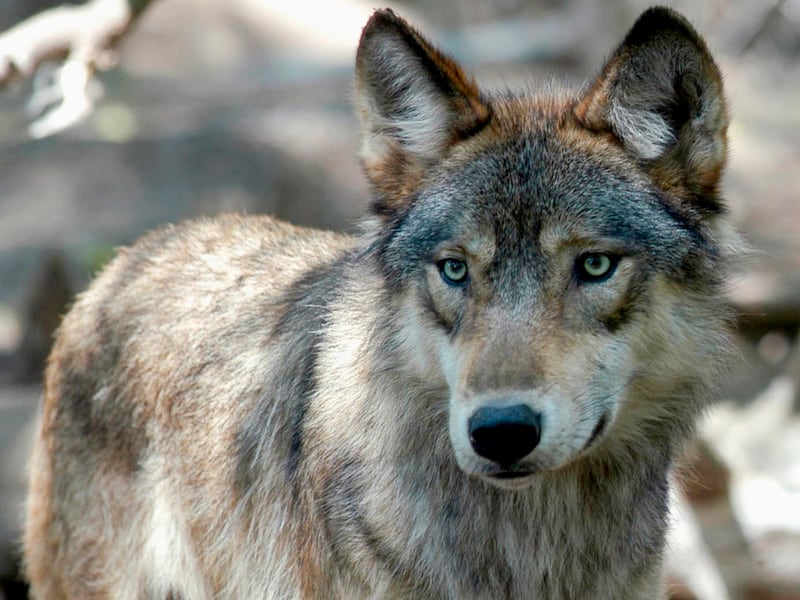A gray wolf is pictured at the Wildlife Science Center in Forest Lake, Minn., on July 16, 2004.