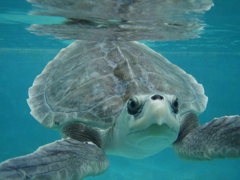 A Kemp’s ridley sea turtle swims at the Center for Marine Education and Research in Gulfport, Mississippi.