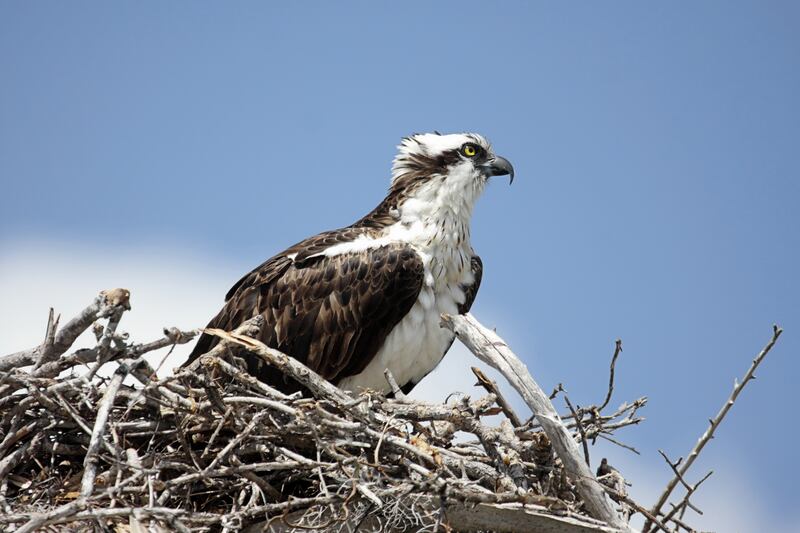 The Bureau of Land Management’s Salt Lake field office and the Raptor Inventory Nest Survey are seeking volunteers to collect and manage data regarding the nesting ecology of eagles, falcons, hawks, ospreys and owls.