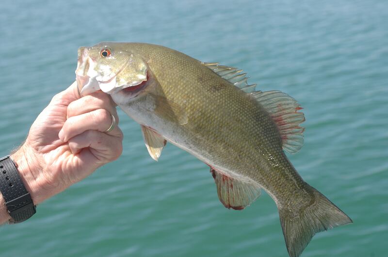 Smallmouth bass fishing at Lake Powell, Utah.
