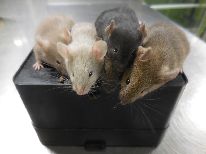 Mice used in a medical study in Japan are pictured in September 2021. Unrelated researchers in Texas have shown that injecting a hormone into drunk mice accelerates their recovery.
