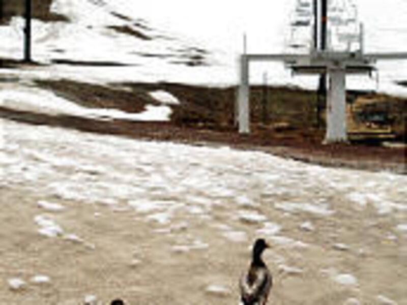 Ducks waddle across some dirty snow at the Park City Ski Resort on Tuesday. Ski season is over, but city officials say ther's still plenty to do.