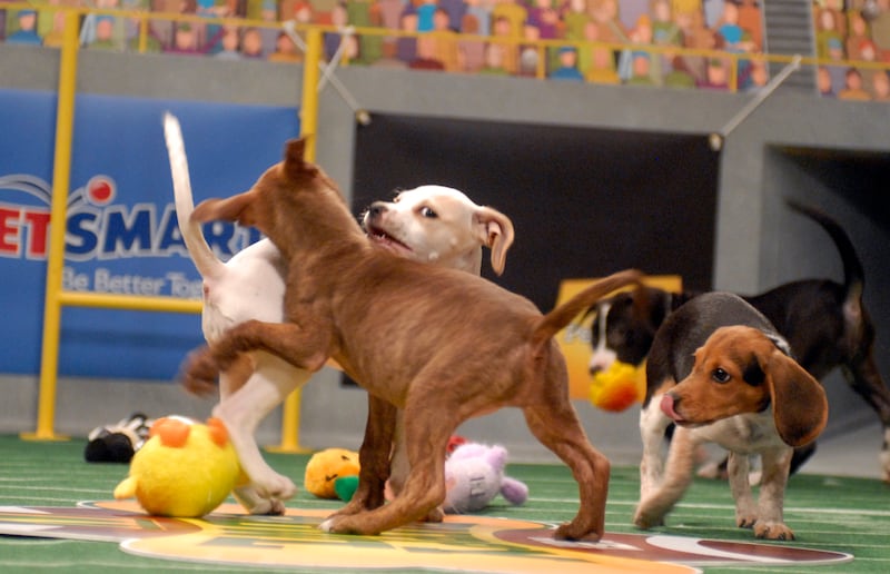 Puppies play during the Animal Planet’s Puppy Bowl in Silver Spring, MD.