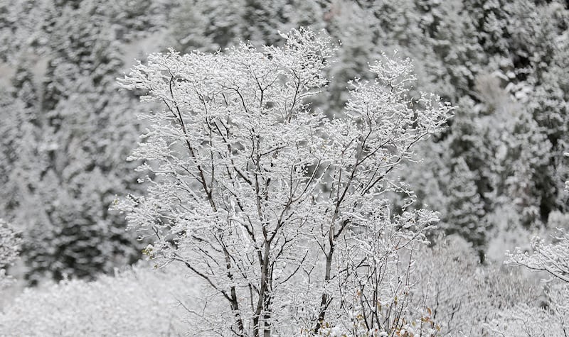 Snow covers trees after an early season snowstorm in Little Cottonwood Canyon.