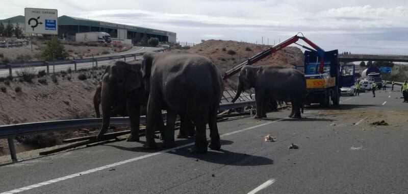 As BBC News reported, five elephants roamed a highway in Southeastern Spain on Monday after they escaped from a crashed vehicle.