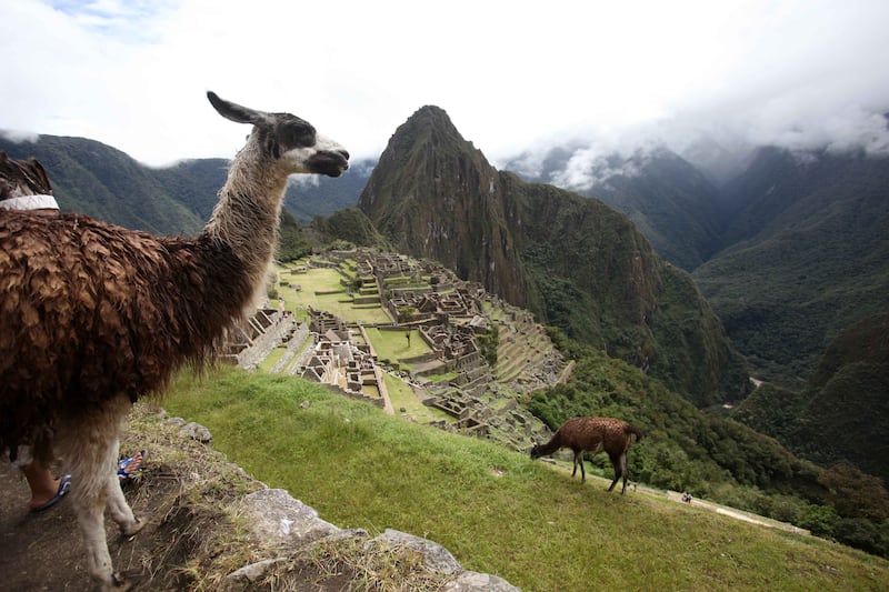 Llamas graze at Machu Picchu in Cuzco, Peru, on April 1, 2010.
