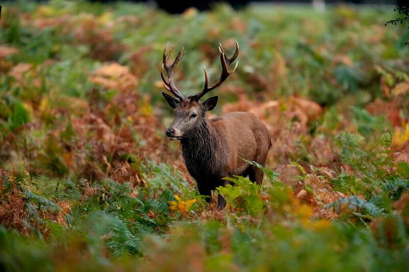 A young red deer stag in Bushy Park, south west London.