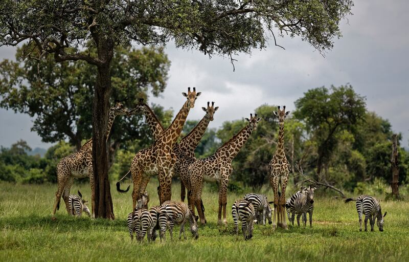 FILE - In this March 20, 2018, file photo, giraffes and zebras congregate under the shade of a tree in the afternoon in Mikumi National Park, Tanzania. The United Nations will issue its first comprehensive global scientific report on biodiversity on Monda