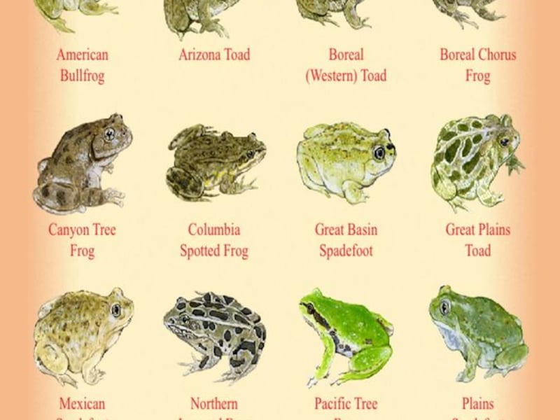 A screenshot of the Hogle Zoo's Amphibians of Utah application.