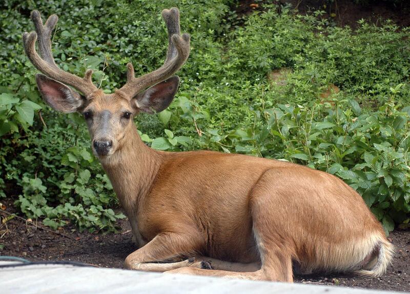 The Mule Deer Foundation kicked in $200,000 it raised at a banquet.