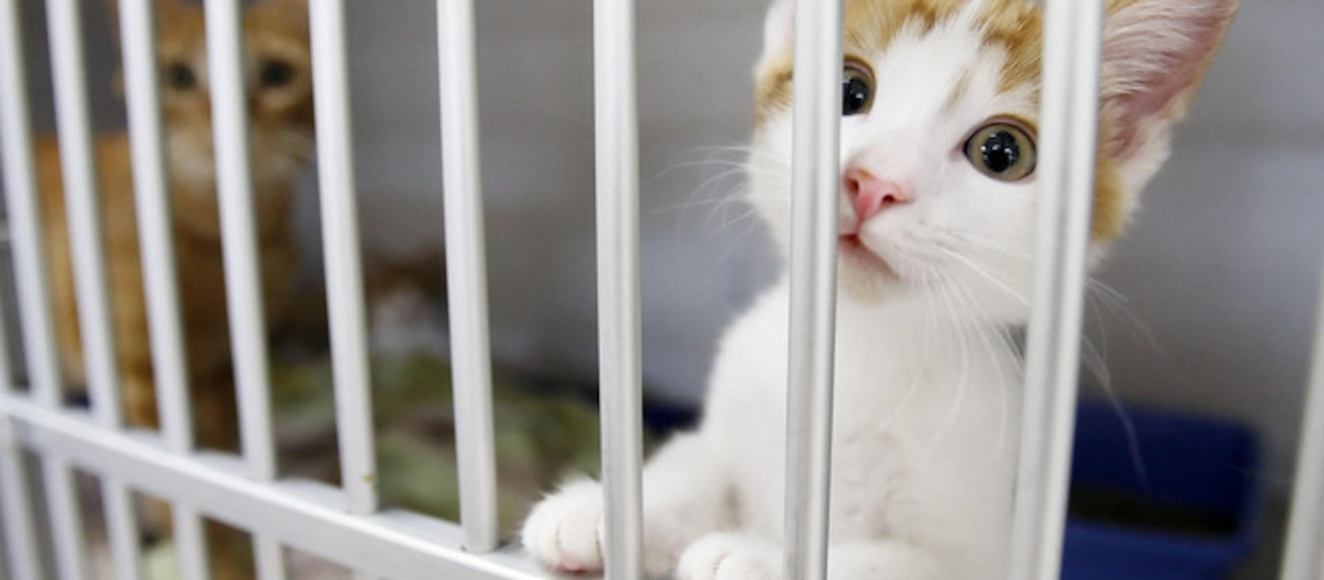 A kitten peers out of its cage at the Utah animal hospital on Sept. 12, 2011.