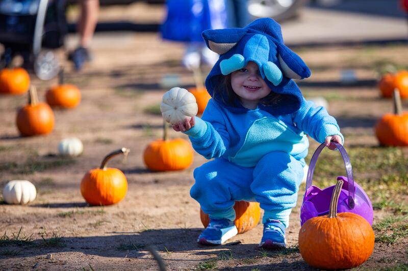 Elyse Gibson, 2, picks out a pumpkin during a Halloween event at in Wallingford, Connecticut, Friday morning Oct. 21, 2022.