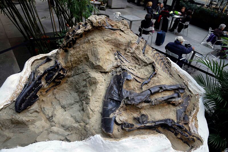 In this Nov. 14, 2013, file photo, one of two “dueling dinosaurs” fossils is displayed in New York.