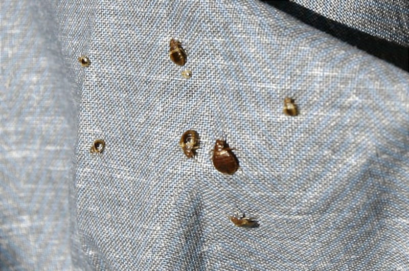 Bed bugs run for shade on the bed skirt of Adgreian Little at her apartment complex, Park Place at City Center in Salt Lake City Tuesday, October 12, 2010. She put the bed skirt in a plastic bag for the trash because it had so many bugs on it.