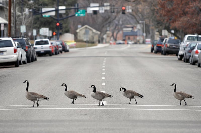 Canada geese cross a street in Boise on Saturday. The bird, once rare due to overhunting, has not only recovered but is the most common waterfowl in North America.