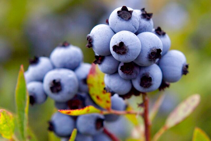Wild blueberries await harvesting in Warren, Maine.