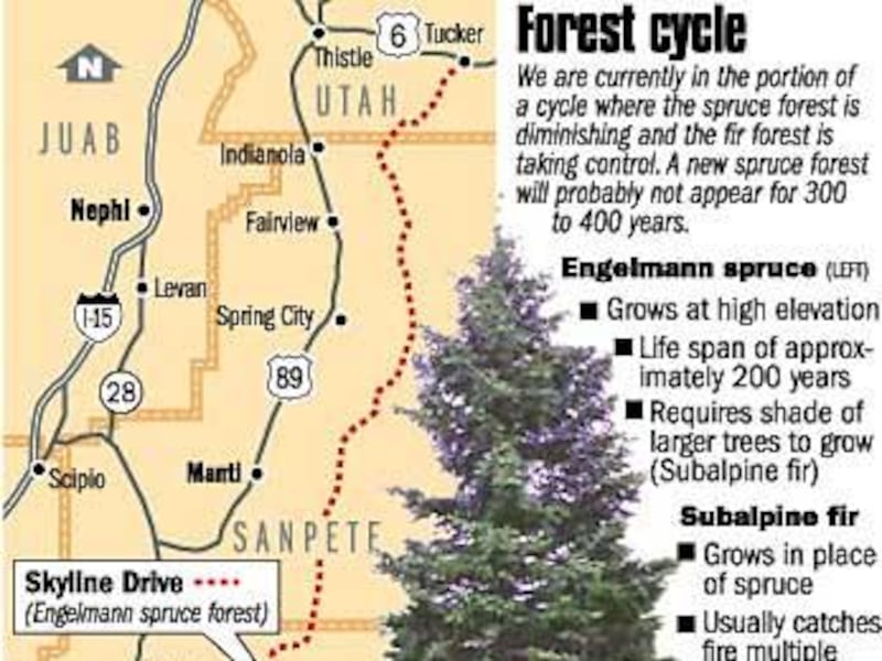 Utah's forests are under siege – Deseret News